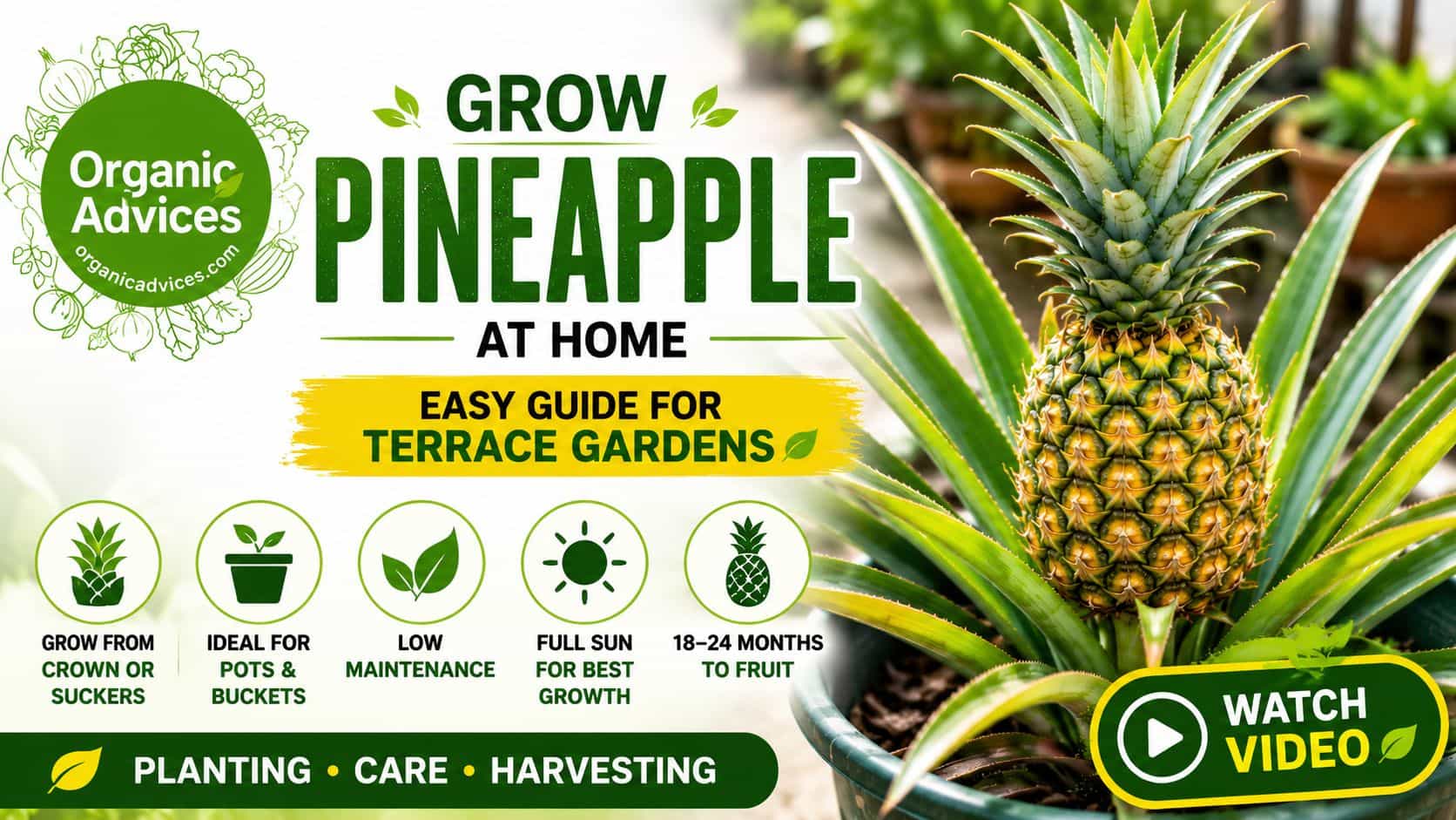 Pineapple Growing Guide – How to Grow Pineapple in Terrace Gardens (Video)
