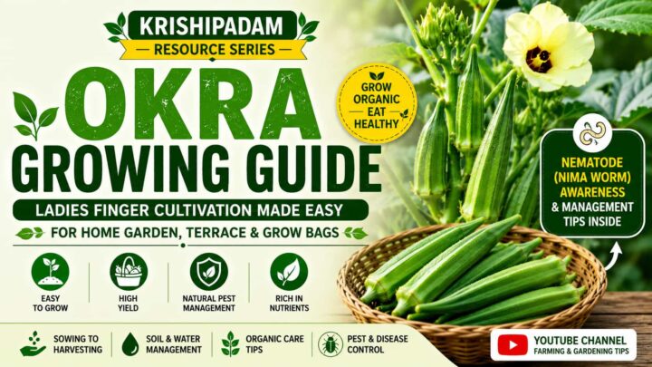 Okra (Ladies Finger) Growing Guide โ Cultivation, Care, and Organic Pest Management Okra (Ladies Finger) Growing Guide โ Cultivation, Care, and Organic Pest Management