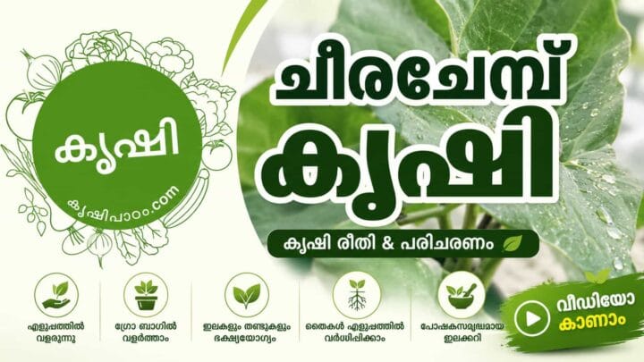 Tahitian Spinach Growing Guide – Planting, Care and Propagation (Video) Tahitian Spinach Growing Guide – Planting, Care and Propagation (Video)