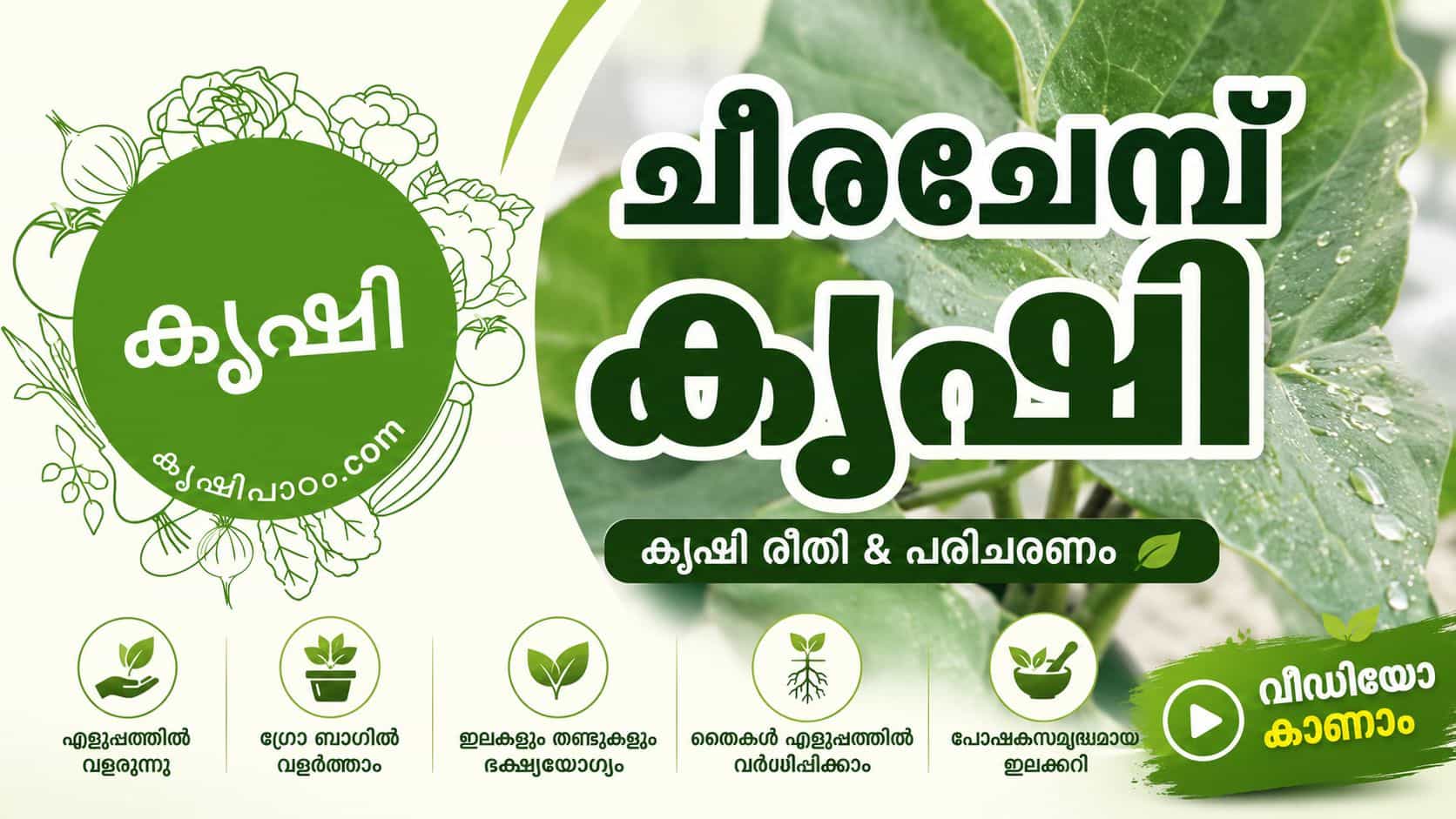 Tahitian Spinach Growing Guide – Planting, Care and Propagation (Video)