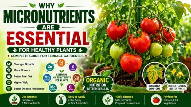 Why Terrace Garden Plants Need Micronutrients