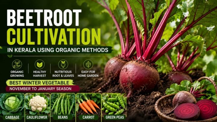 Beetroot Growing Guide Beetroot Growing Guide
