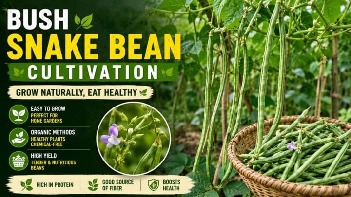 Bush Snake Bean Cultivation Using Organic Fertilizers and Pesticides, Pest Control, Harvest Guide Bush Snake Bean Cultivation Using Organic Fertilizers and Pesticides, Pest Control, Harvest Guide