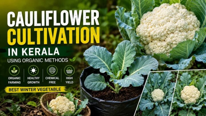Cauliflower Cultivation in Kerala Using Organic Farming Methods Cauliflower Cultivation in Kerala Using Organic Farming Methods