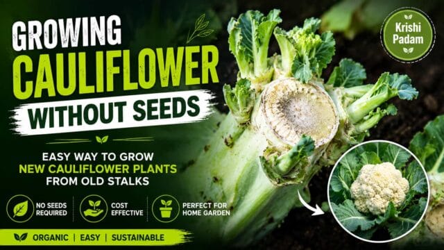 Growing Cauliflower Without Seeds – Easy Organic Propagation Using the Main Stalk Growing Cauliflower Without Seeds – Easy Organic Propagation Using the Main Stalk