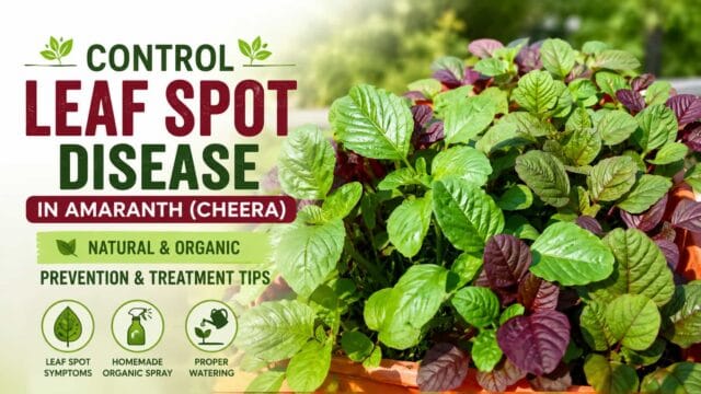 Control Leaf Spot Disease in Amaranth Naturally – Organic Prevention and Treatment Tips