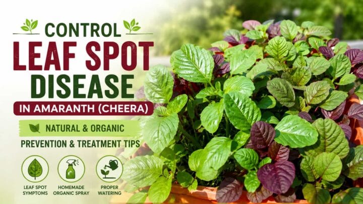 Control Leaf Spot Disease in Amaranth Naturally – Organic Prevention and Treatment Tips Control Leaf Spot Disease in Amaranth Naturally – Organic Prevention and Treatment Tips