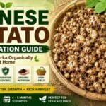 Chinese Potato Cultivation Guide Using Organic Fertilizers , How to Control Nematodes