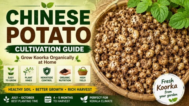 Chinese Potato Cultivation Using Organic Methods – Complete Koorka Growing Guide Chinese Potato Cultivation Using Organic Methods – Complete Koorka Growing Guide