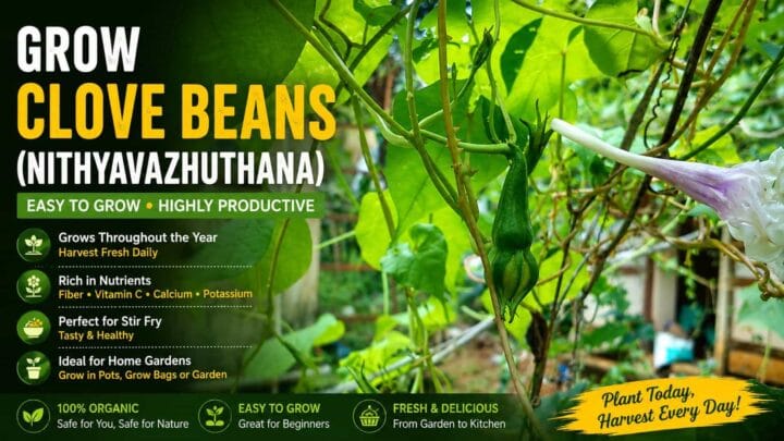 Nithyavazhuthana Stir Fry (Clove Beans Mezhukkupuratti) – Easy Kerala Recipe Nithyavazhuthana Stir Fry (Clove Beans Mezhukkupuratti) – Easy Kerala Recipe