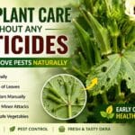 Okra Plant Care Without Pesticides – How to Find and Remove Caterpillars Naturally