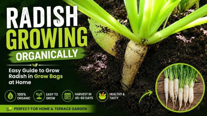Organic Radish Growing Guide – How to Grow Radish Successfully in Grow Bags Organic Radish Growing Guide – How to Grow Radish Successfully in Grow Bags