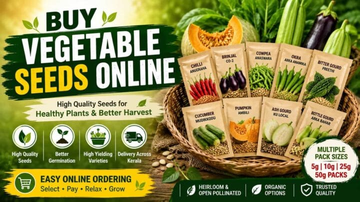 Buy Vegetable Seeds Online from VFPCK - Order Chilli, Brinjal, Cowpea, Okra and Other Seeds in Kerala Buy Vegetable Seeds Online from VFPCK - Order Chilli, Brinjal, Cowpea, Okra and Other Seeds in Kerala