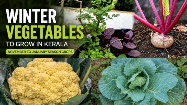 Best Winter Vegetables to Grow in Kerala – Seasonal Crops for November to January Best Winter Vegetables to Grow in Kerala – Seasonal Crops for November to January
